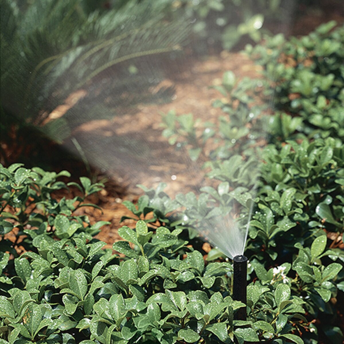 K-Rain Pop-Up Spray NP Series 4 in. Riser Pressure Regulating 0.22 GPM - 4.8 GPM 1/2 in.