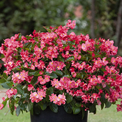 Vista SL-4250 Step Light Aluminum Housing Black LED 5W 2950K