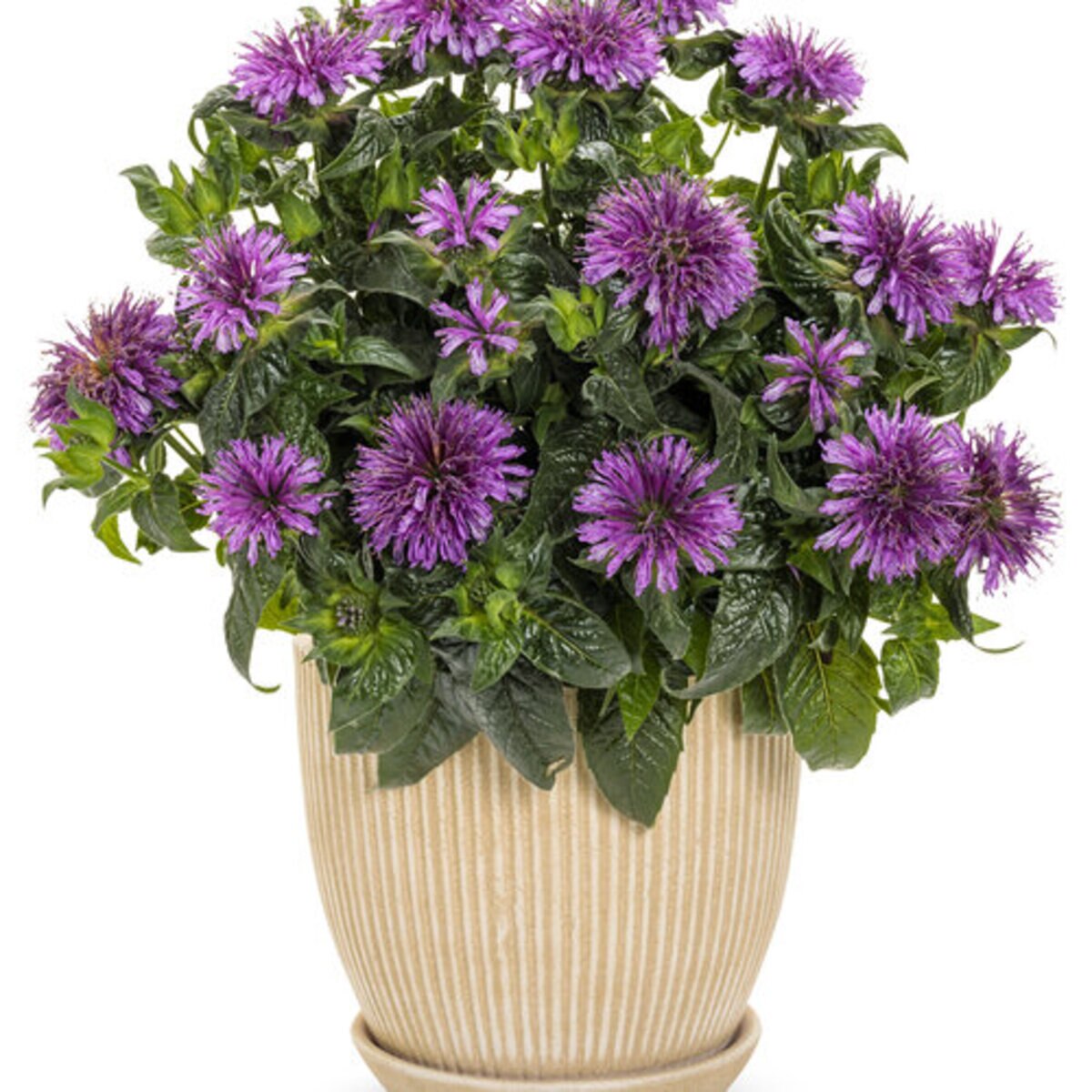 Universal 110V Solenoid Srce