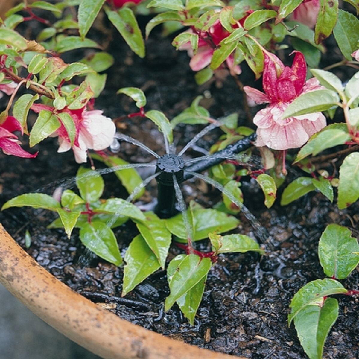 H2Owize Shrub Irrigator, 360 degree, Adjustable Flow